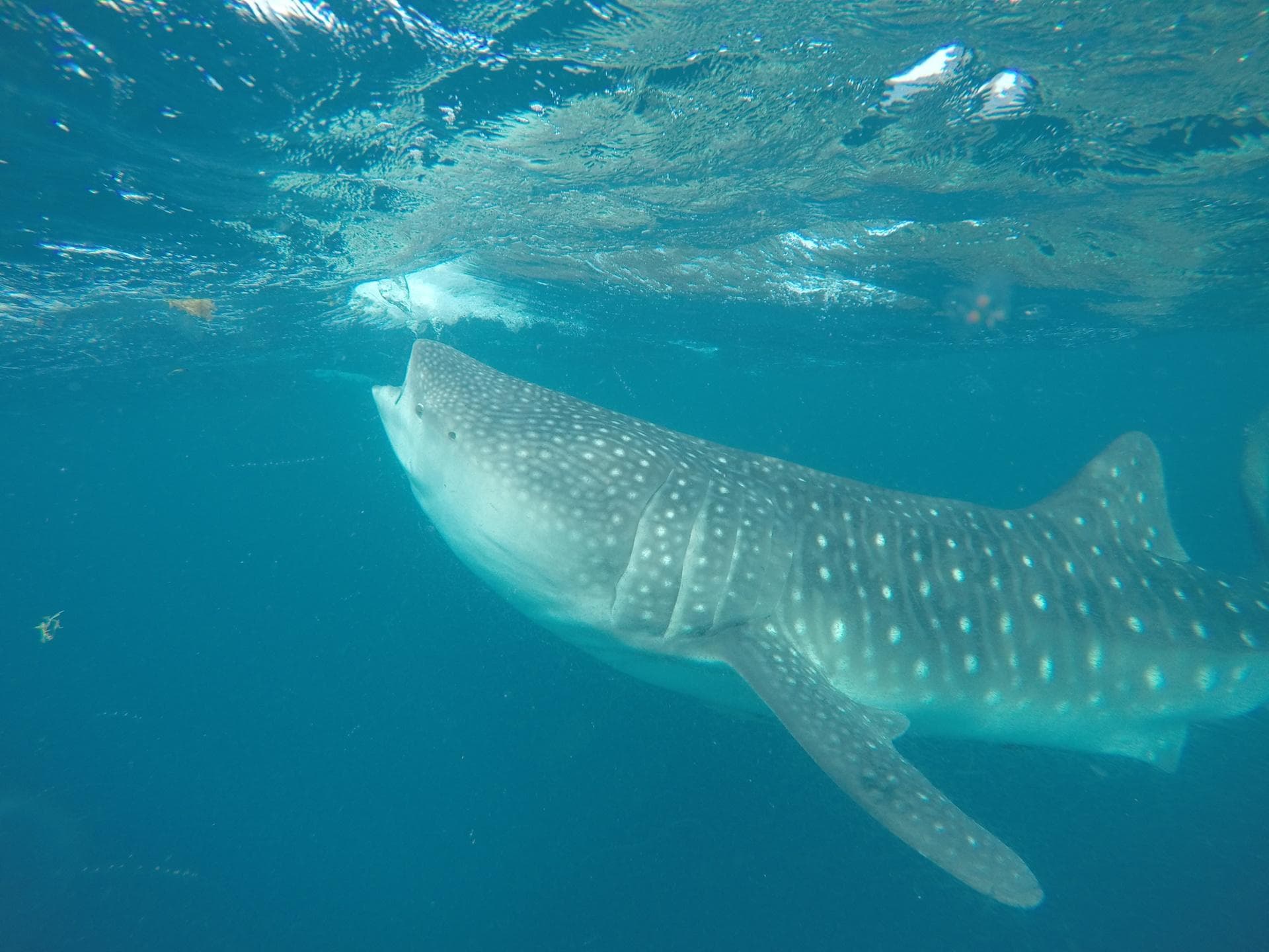Whale Shark Expedition: Conservation in Action