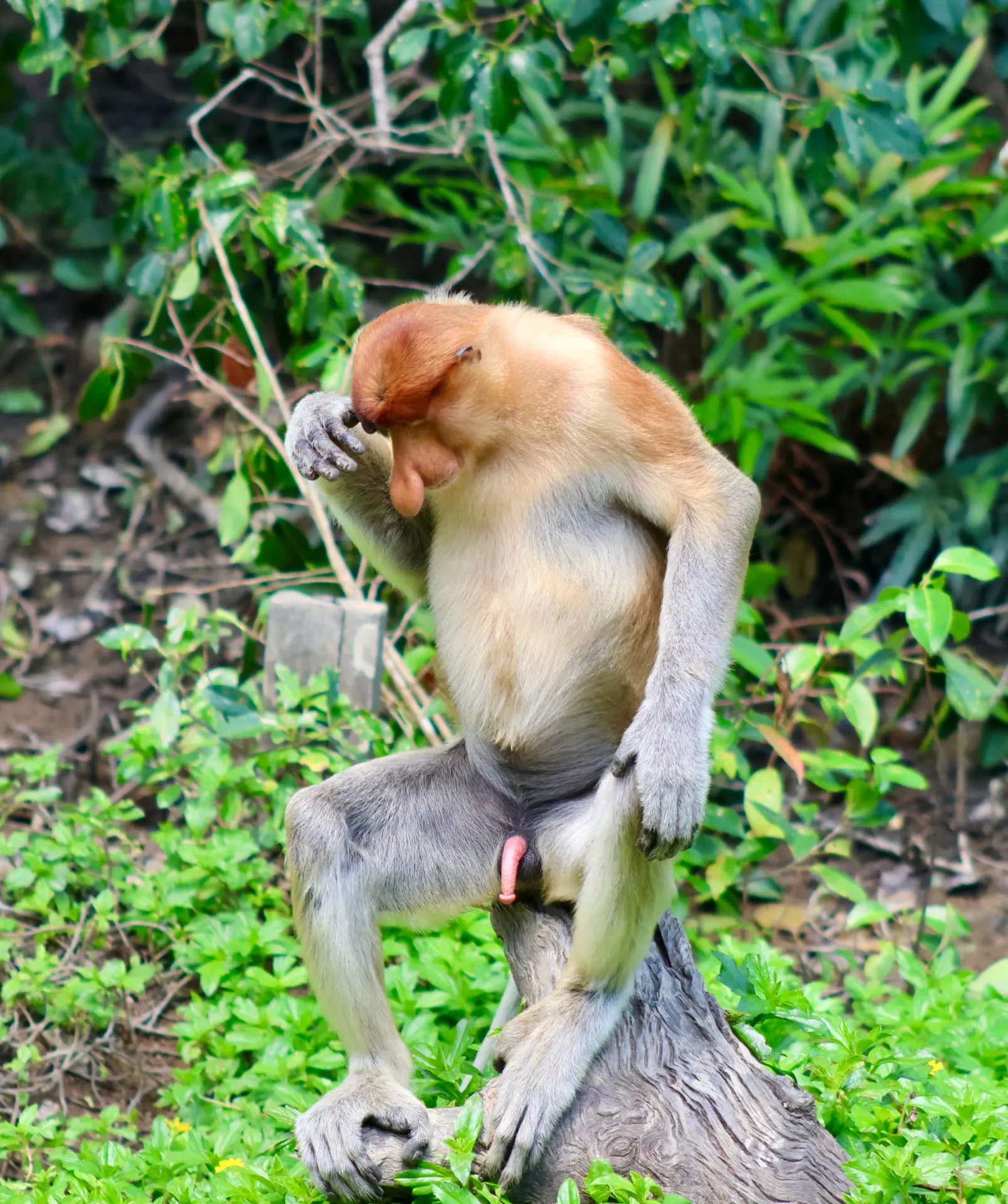 Orangutans & Sun Bears