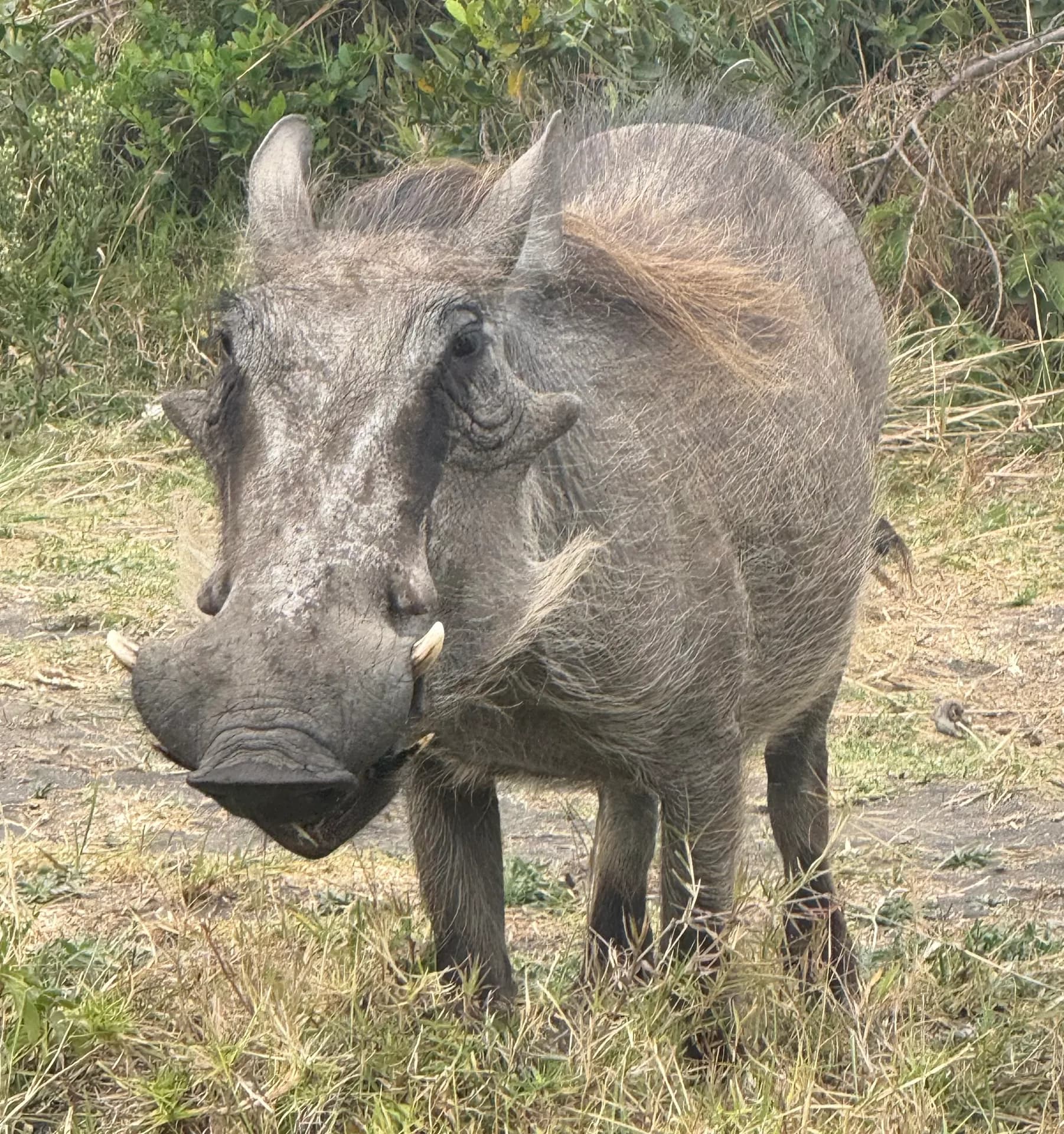 Walking Safari in Arusha National Park