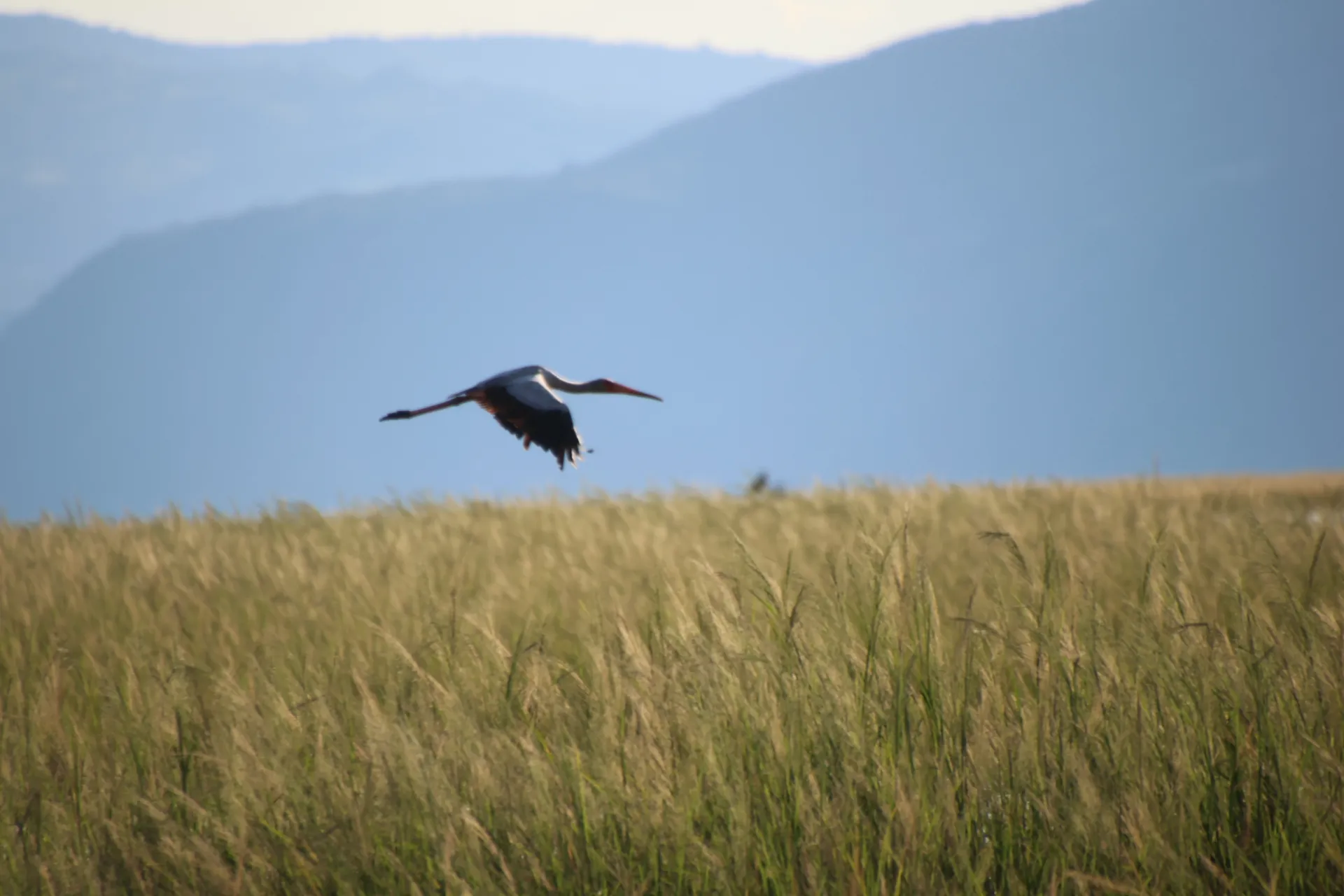 Ngorongoro Crater