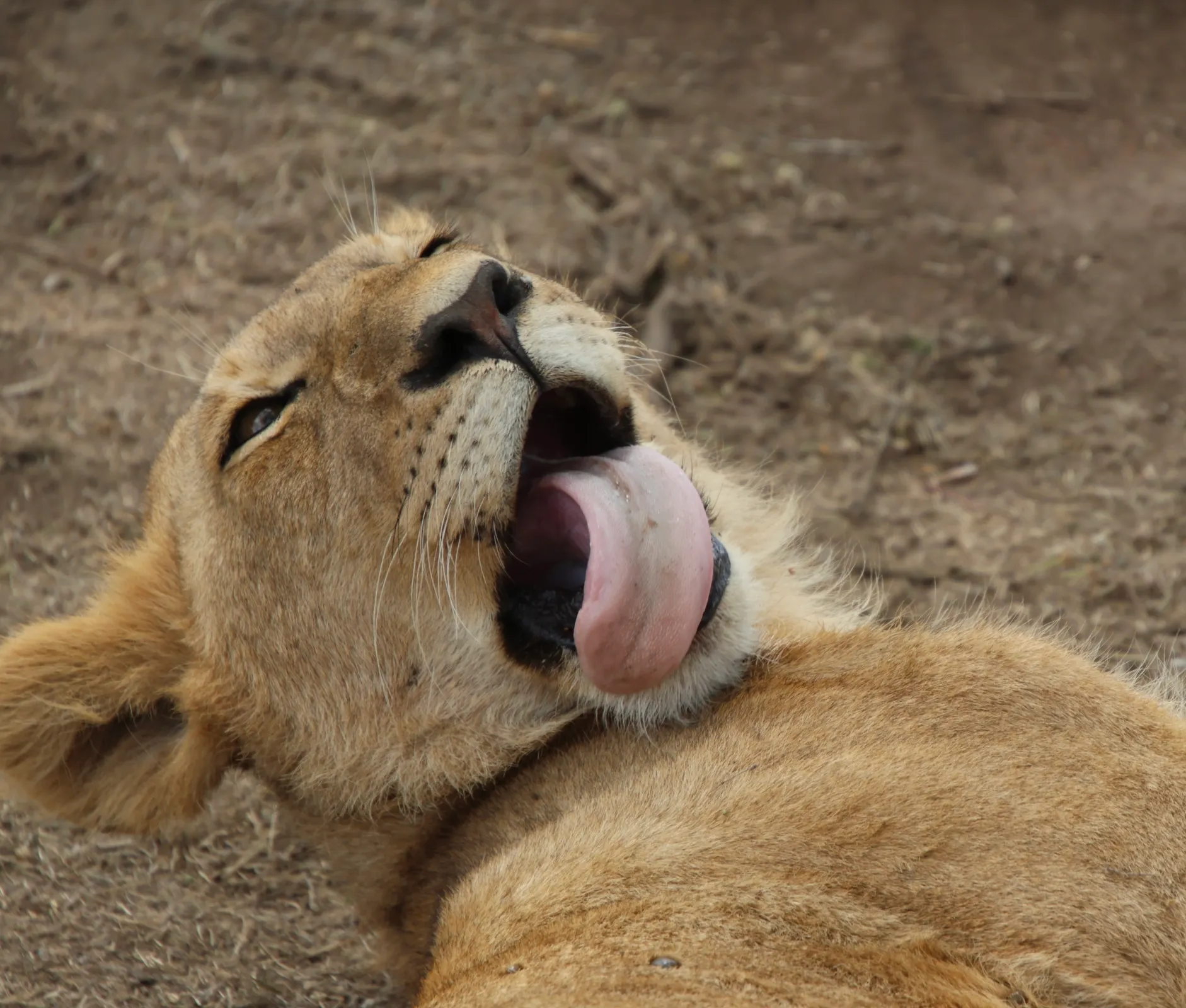 Serengeti National Park — Day 2