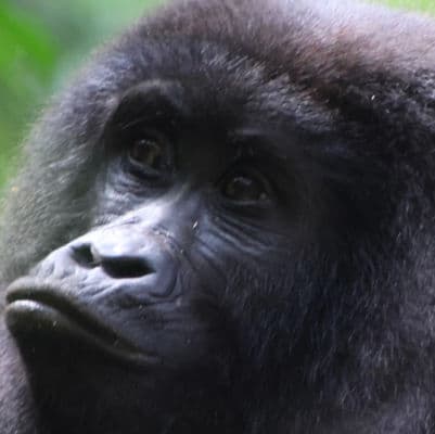 Volunteering at Uganda Lodge