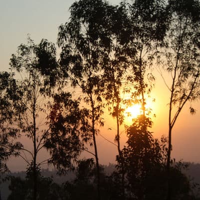 Bwindi Impenetrable Forest