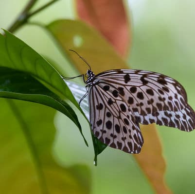 Mari Mari Cultural Village