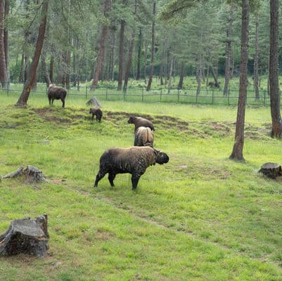 Dochula Pass & Trans-Bhutan Trail