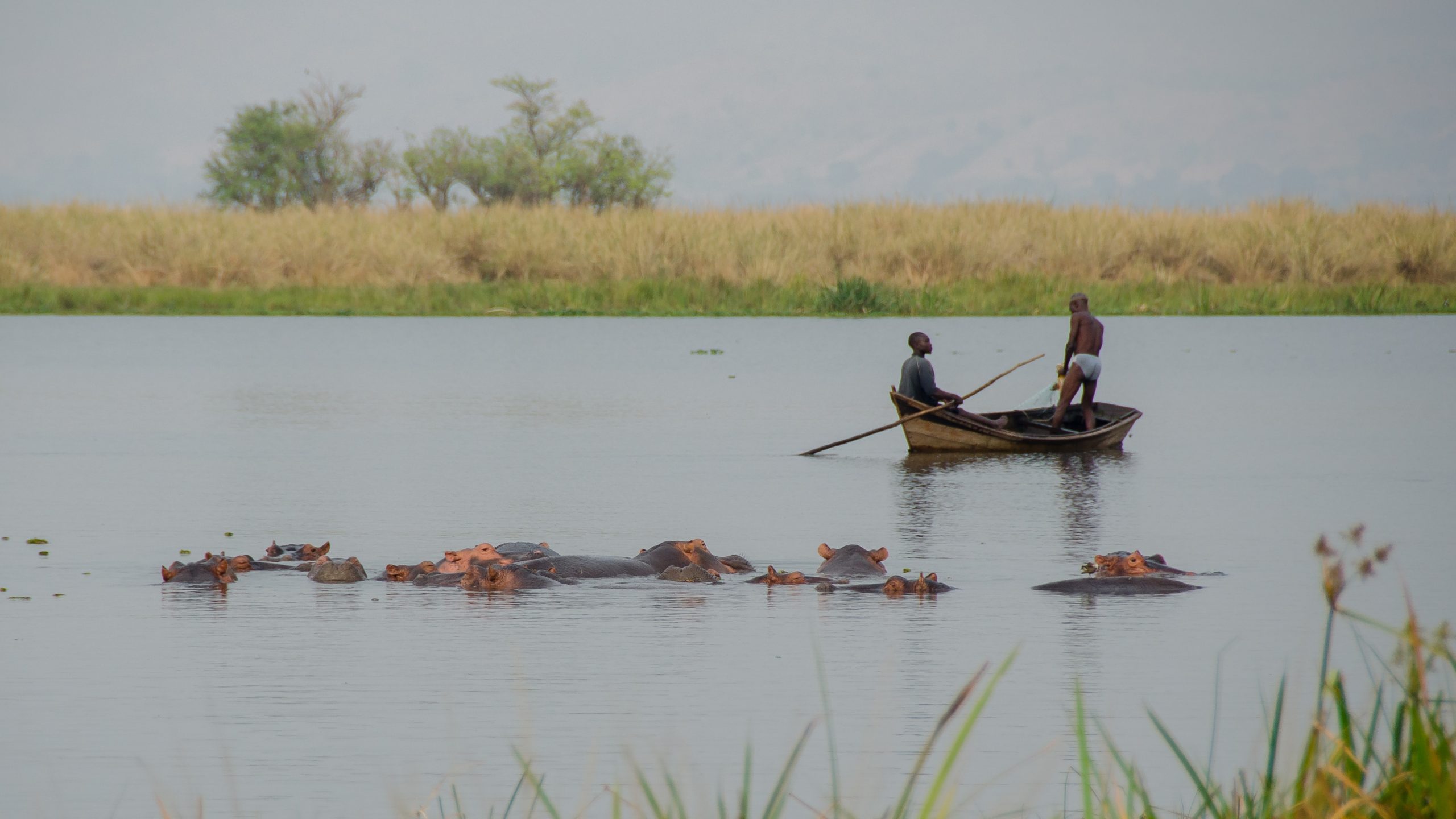 Hippos river canoe