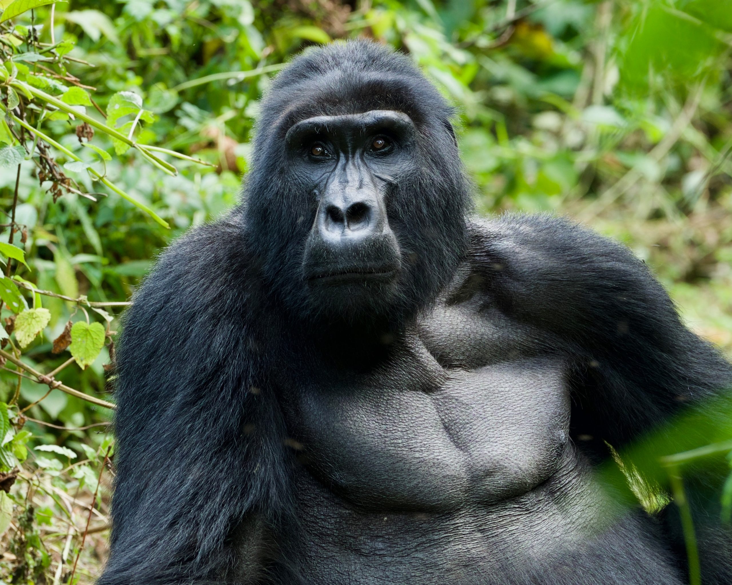 adult gorilla
