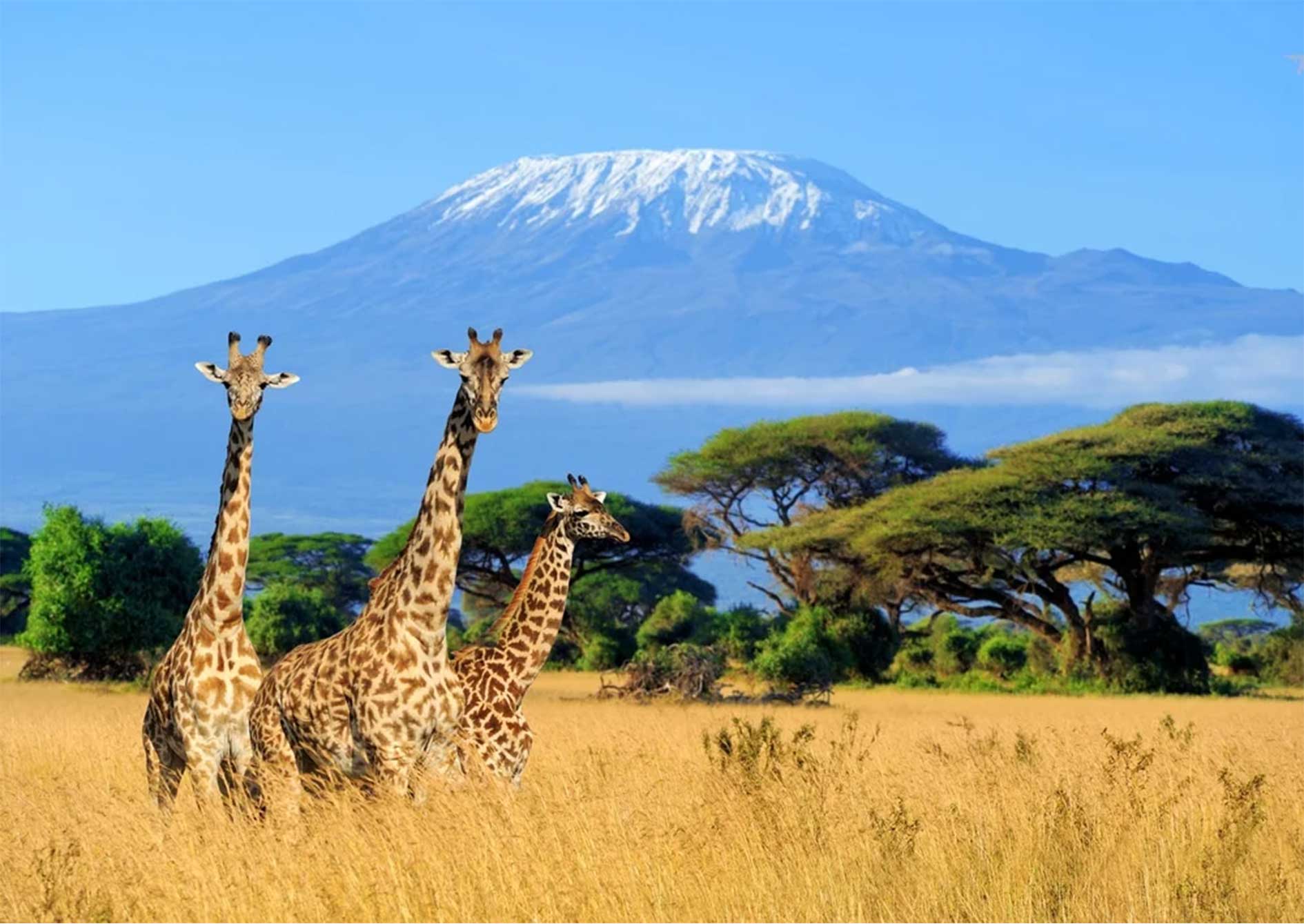 Kilimanjaro-Trek